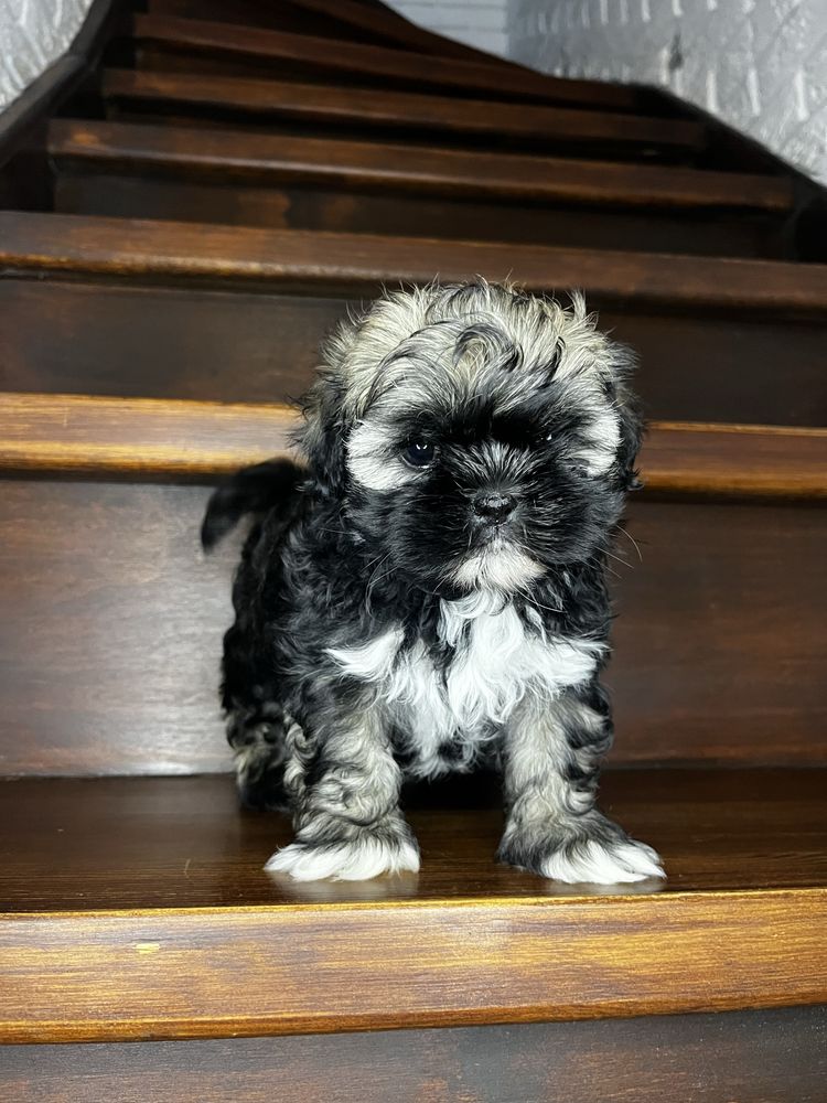 Urokliwy Piesek Shih Tzu Gotowy Do Odbioru