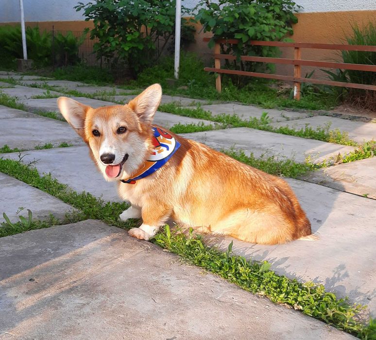 Вельш корги пемброк,девочка , 
натуральный  бобтейл.