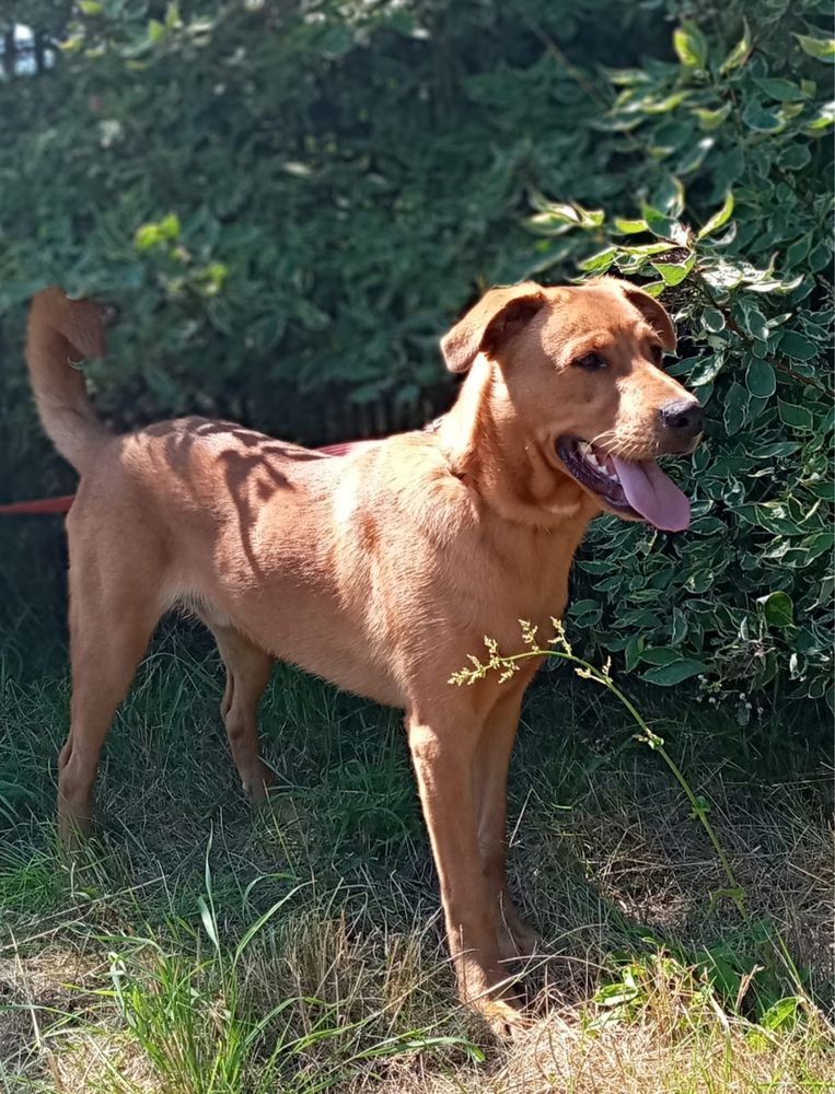 Rocko - młody, kochany pies szuka swojego człowieka