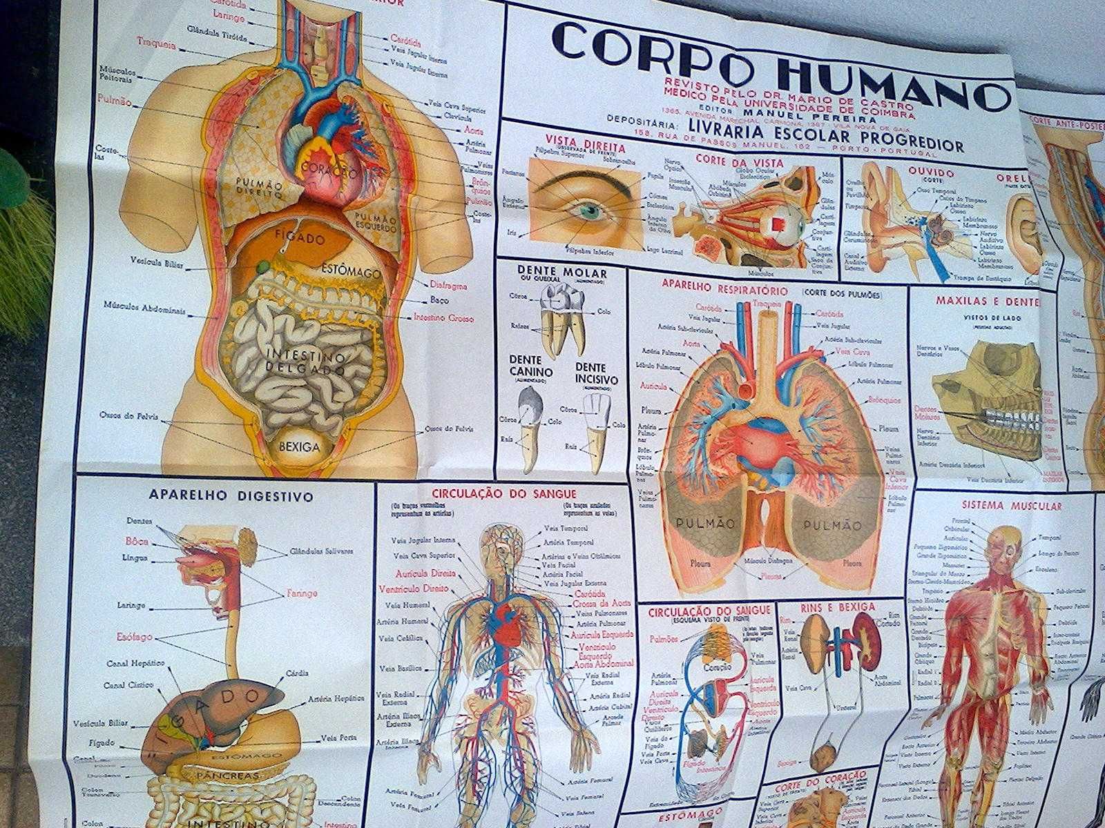 Corpo Humano (poster grande)