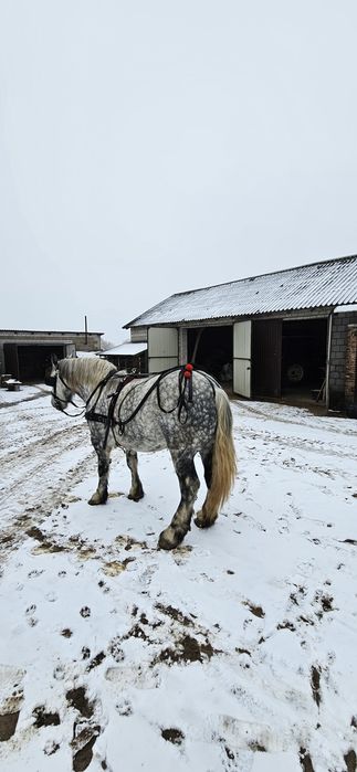 Koń zimnokrwisti Perszeron.