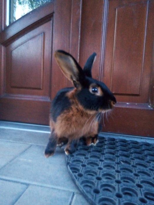 Krolik samiec czarny podpalany