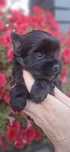 Yorkshire Terrier Black