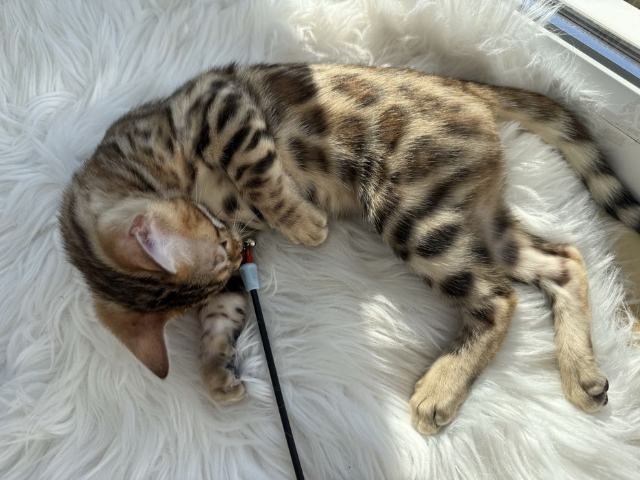 Бенгальські кошенята