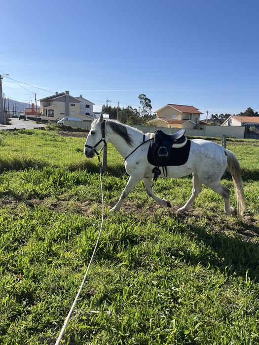 Vendo cavalo lusitano