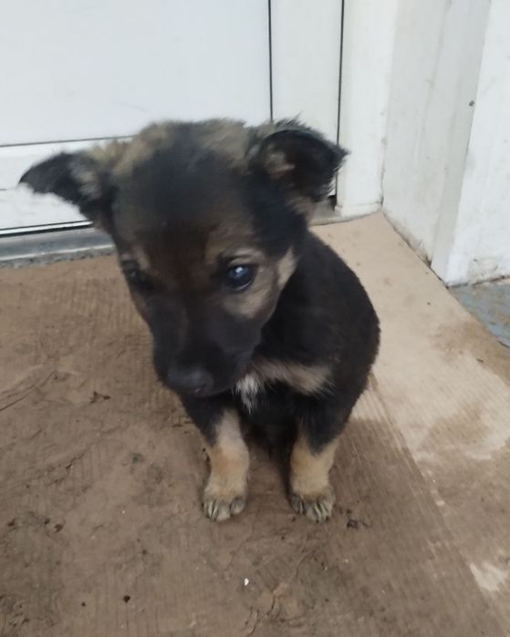 Отдам даром в добрые руки щенков метисы маленькой породы