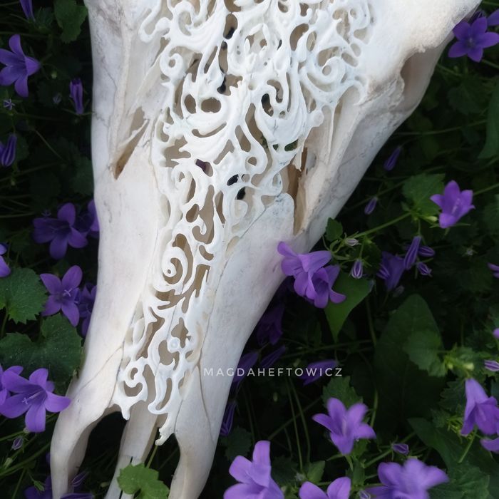 Grawerowana czaszka jelenia