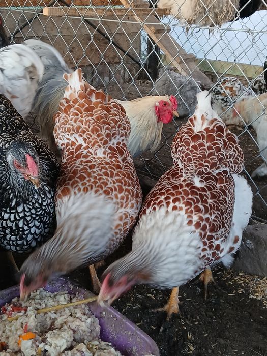 Kury ozdobne, wayndotte, brahmy