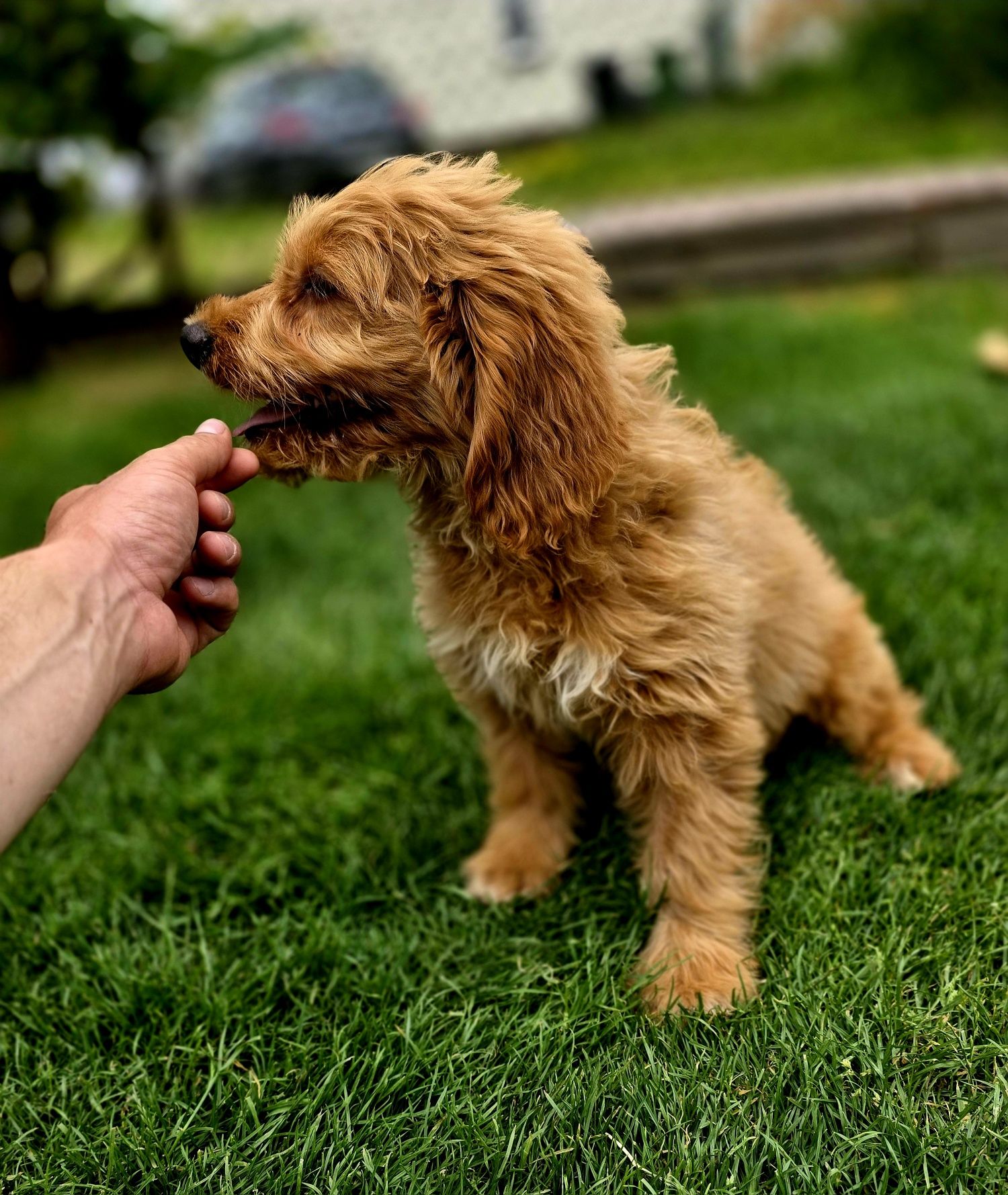 Goldendoodle piesek f1