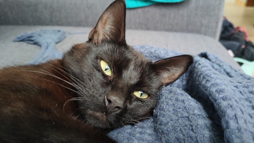 Pilne Zagineła kotka