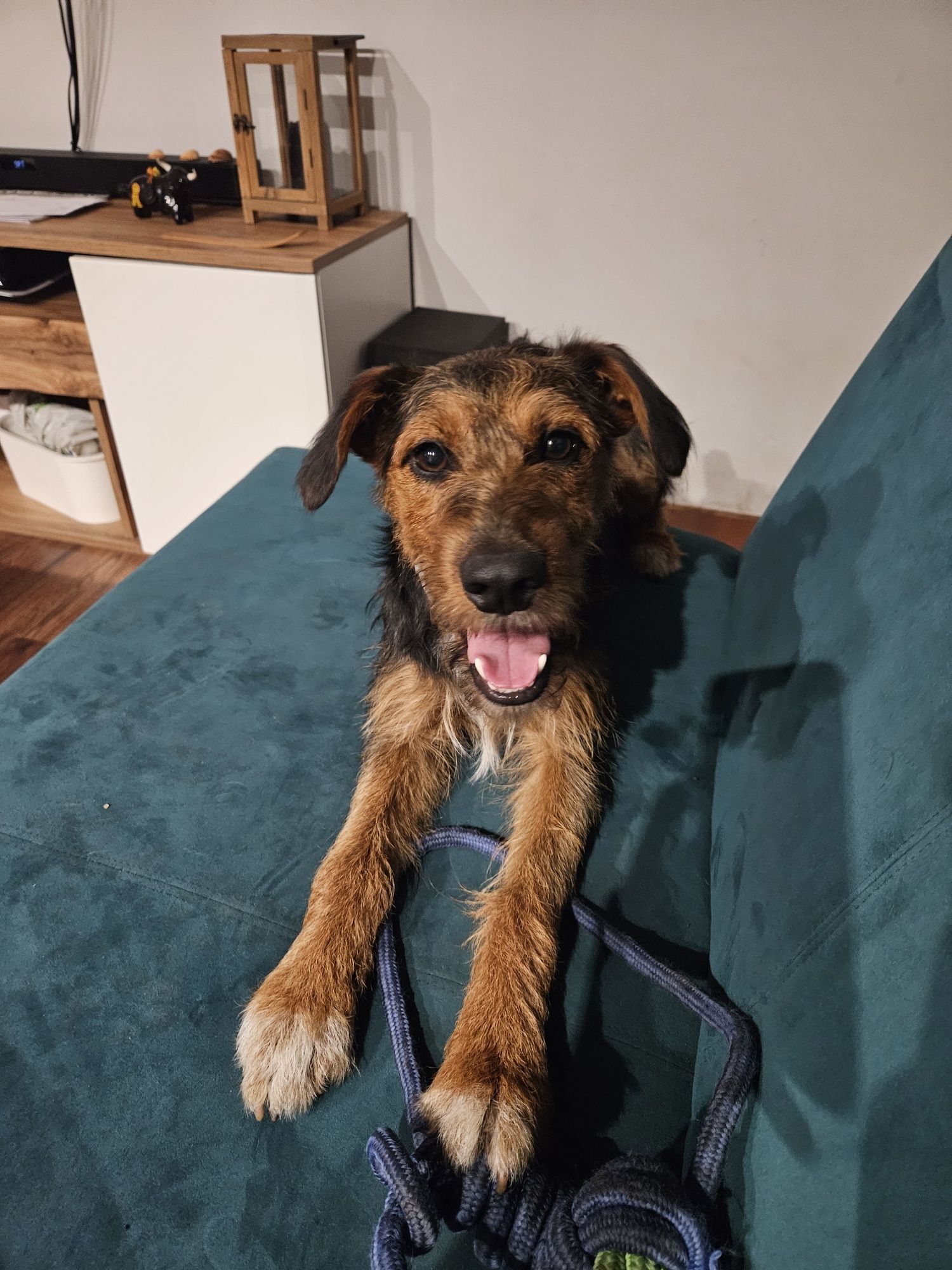 Jagdterier Czapi 3.5 roku PILNE