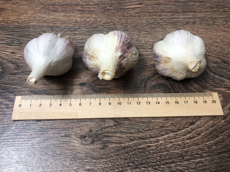 Часник Любаша чеснок