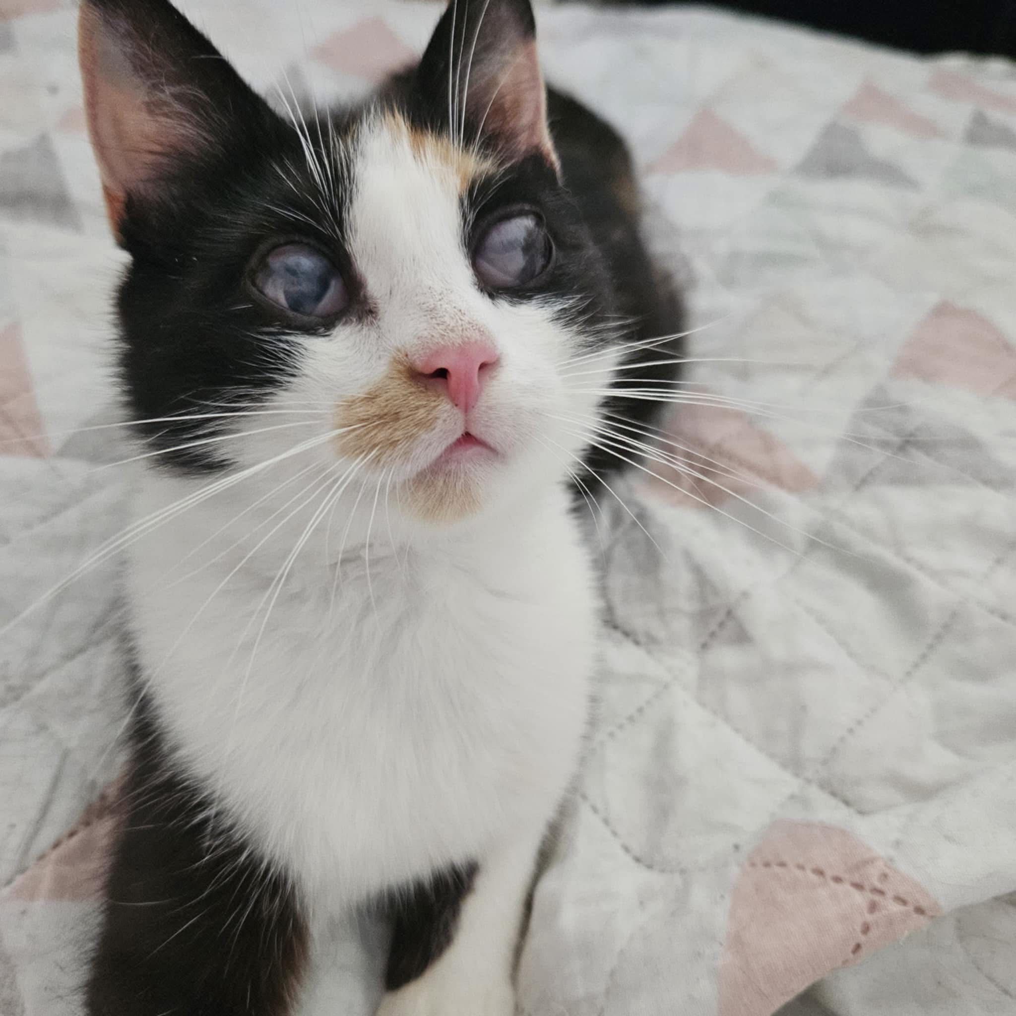 Cudna kotka Nori PILNIE szuka domku do adopcji