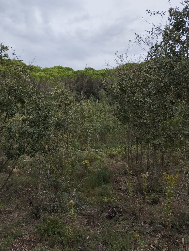 Vendo pinhal,com eucaliptos, Carvalhos e pinheiros