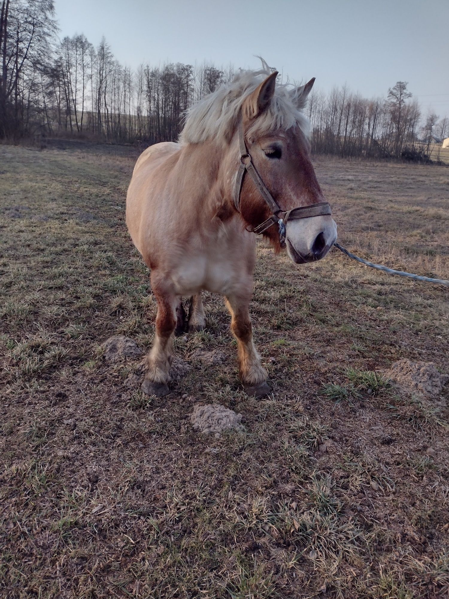 Sprzedam klacz zimnokrwista księga główna