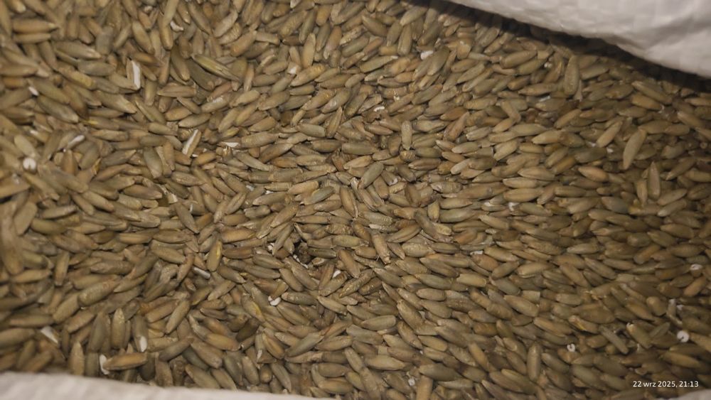 Sprzedam żyto  po centrali