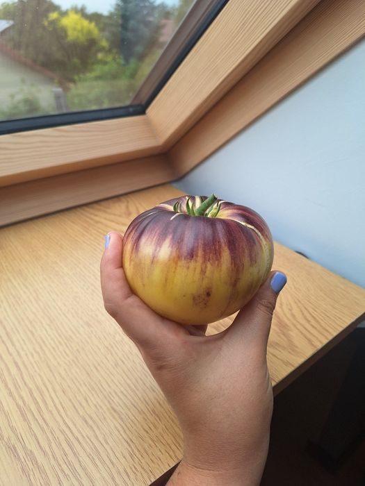 Nasiona kolekcjonerskie pomidorów