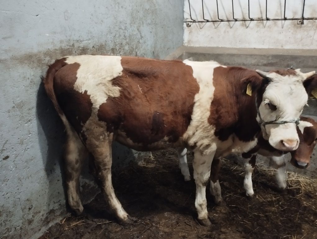Jałówka siemntal 245kg
