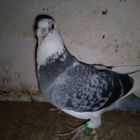 Gołębie staropolskie samice