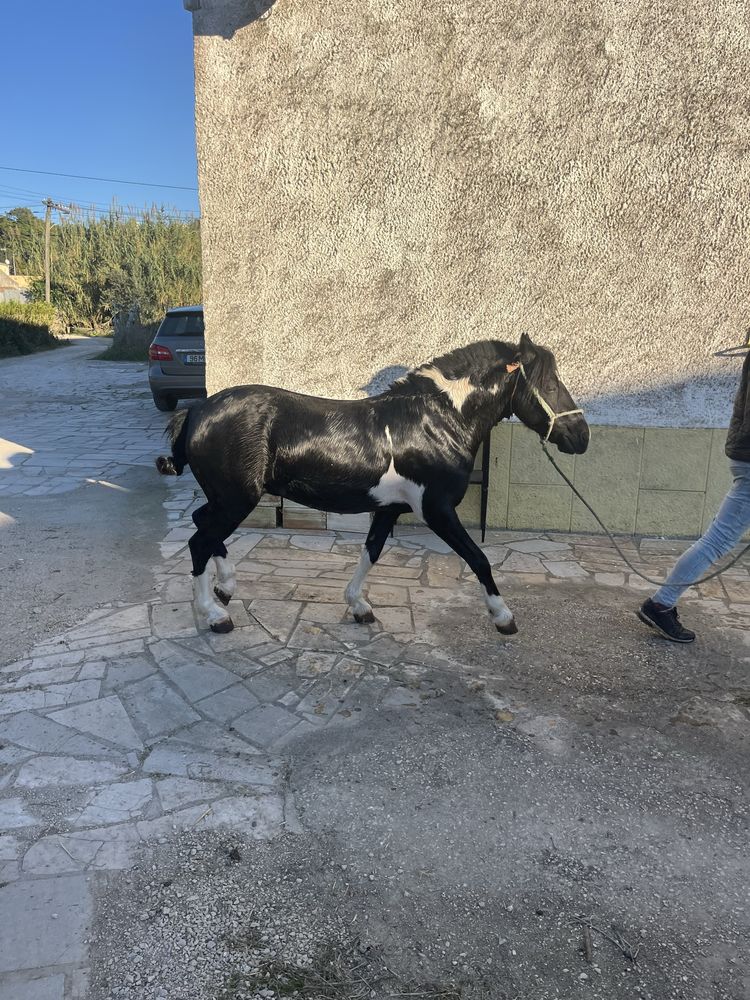 Ponei welsh montado e engatado