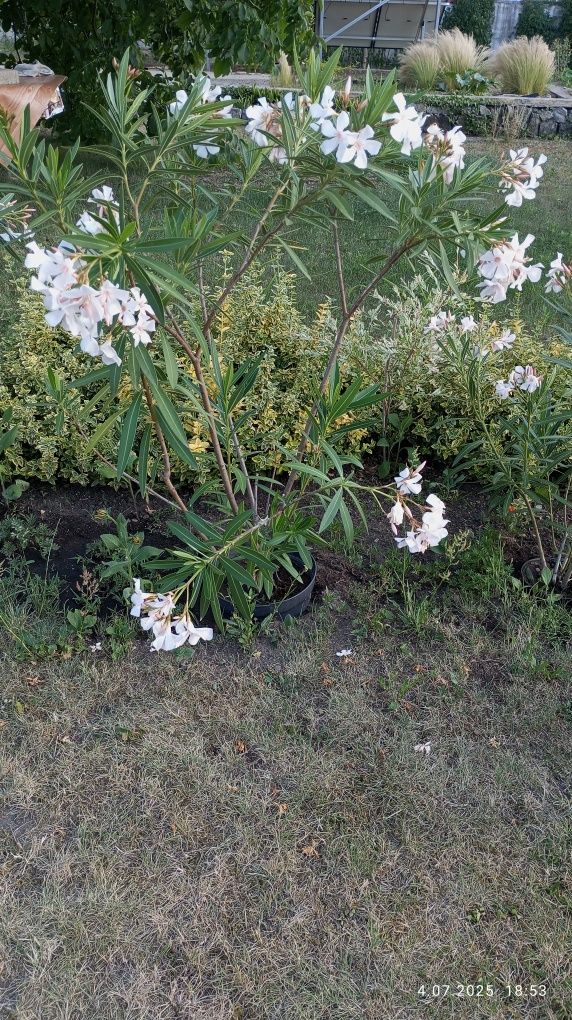 Oleander duży kwitnący