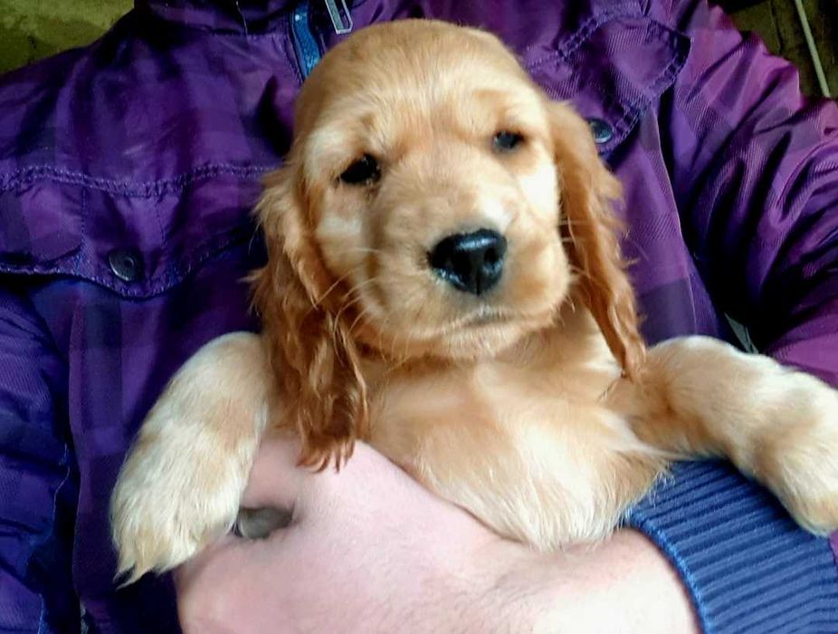 Cocker Spaniel macho dourado