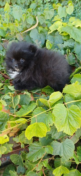 Lulu da Pomerânia macho muito pequenino