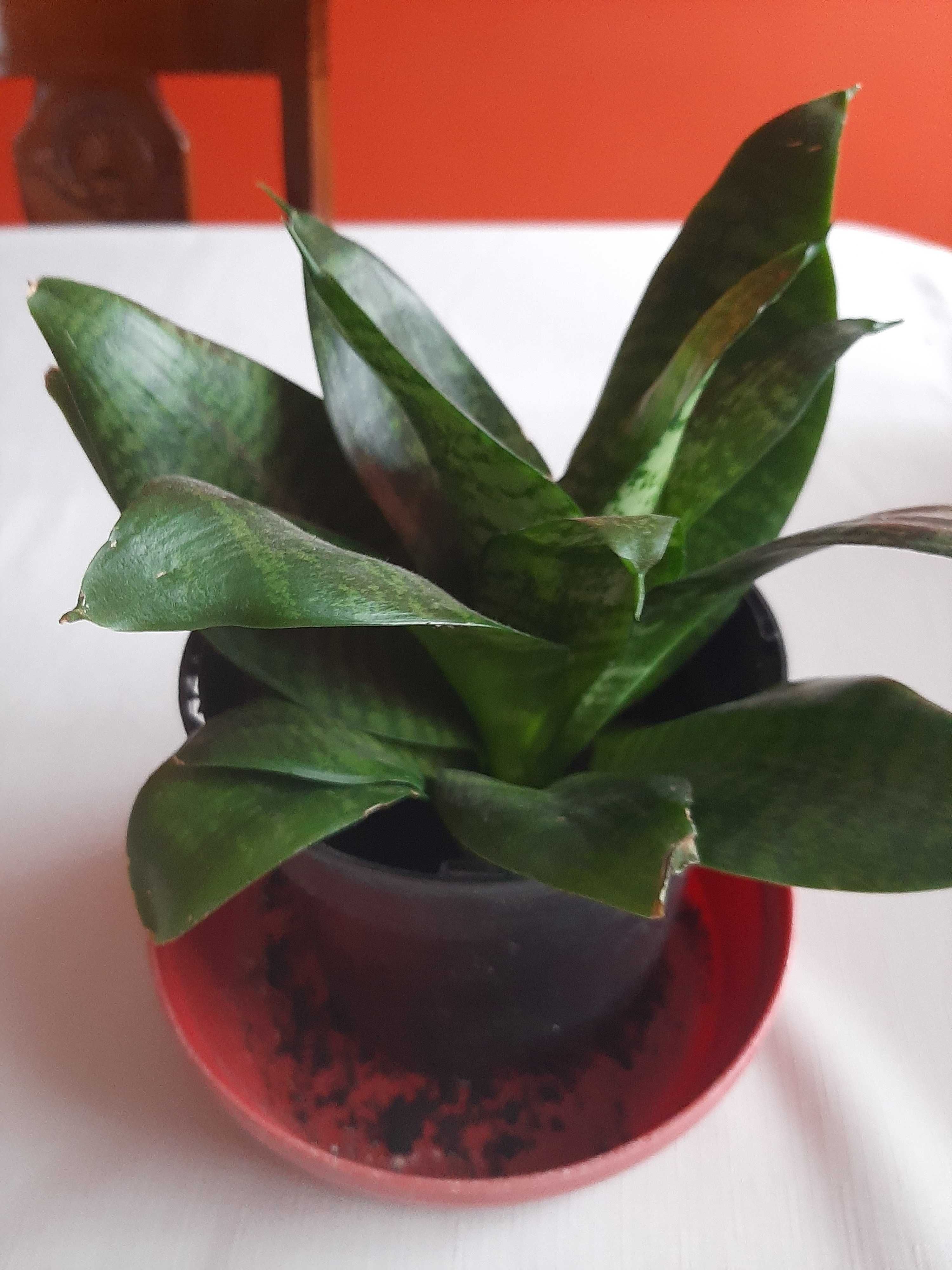 Sansevieria rozetowa