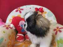 Pekińczyk Pekińczyki Nie Shih Tzu