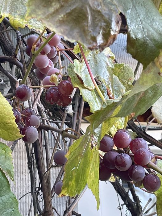 Winogron na sok, wino, do jedzenia