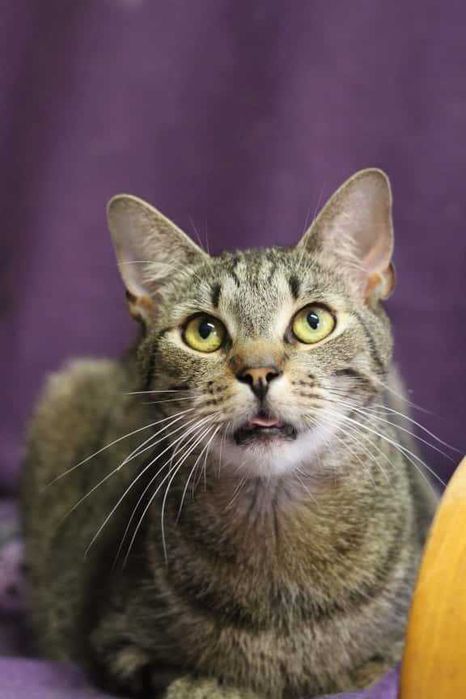 Pierwszy z braci Mroczek poleca się do adopcji