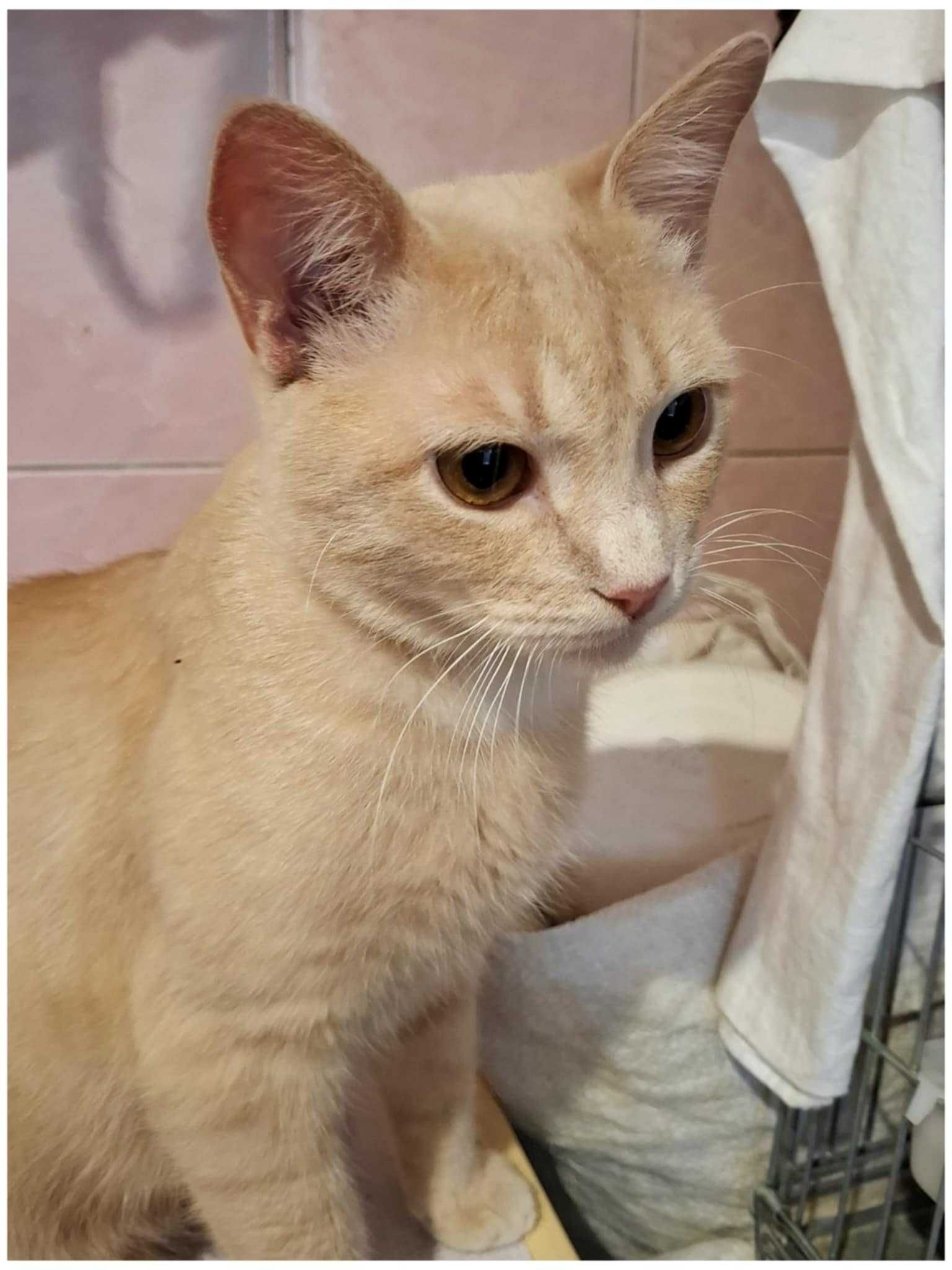 Котик,кіт,рудий,персиковий,гарний,молодий,золотий,кастрований,веселий