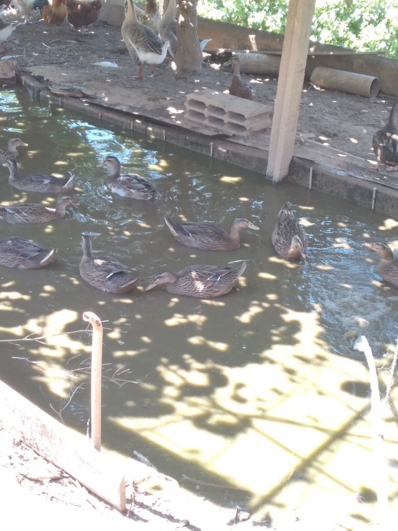 Patos Real - 5 para venda
