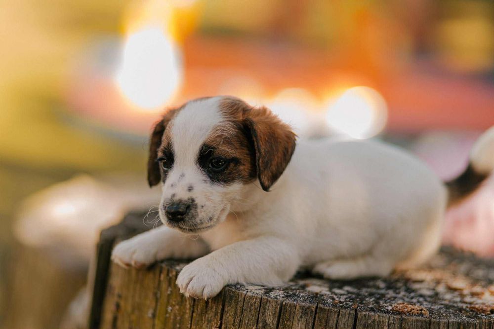 Jack Russell Terrier