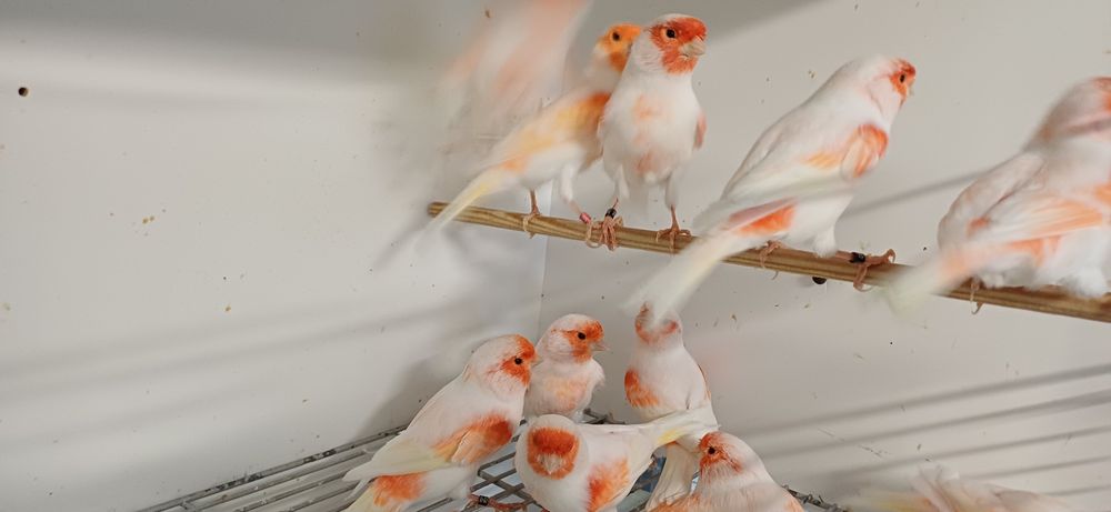 Canario vermelho mosaico