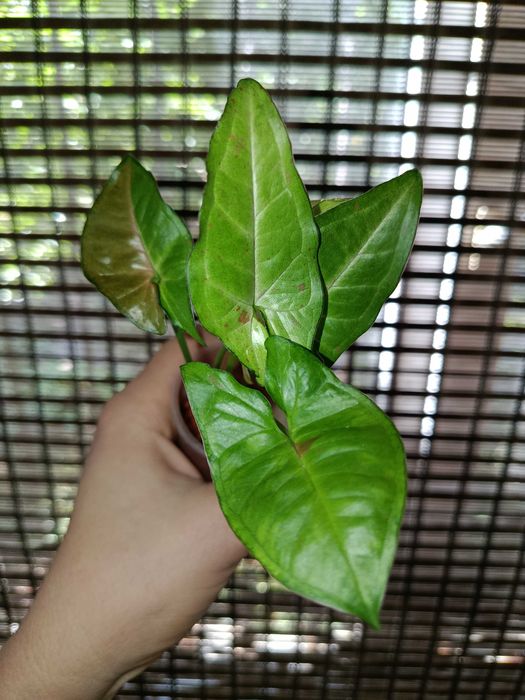 Сингониум набор 200 грн