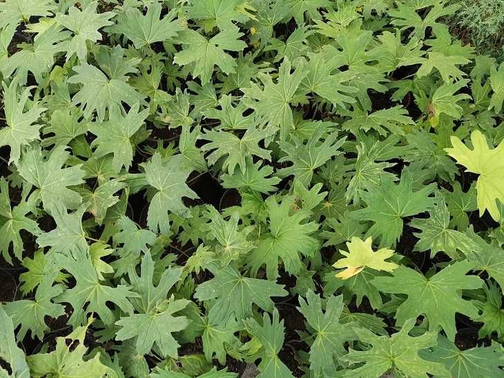 języczka Przewalskiego ligularia żółte kwiatostany bylina