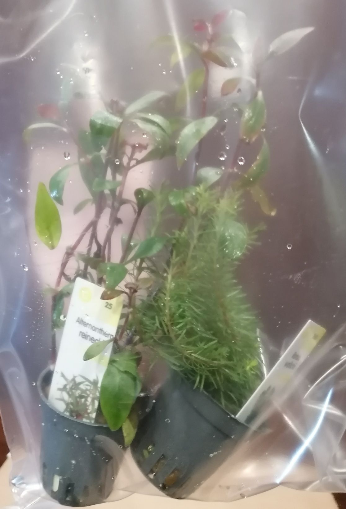 Plantas de aquário