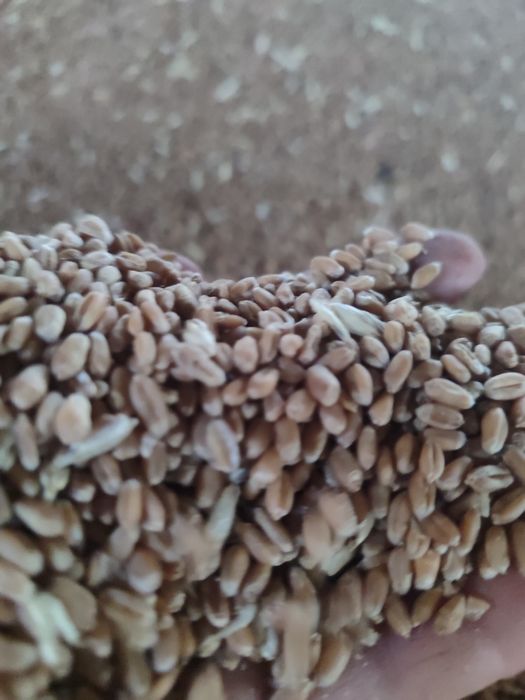 Продам пшенецю гарної якості