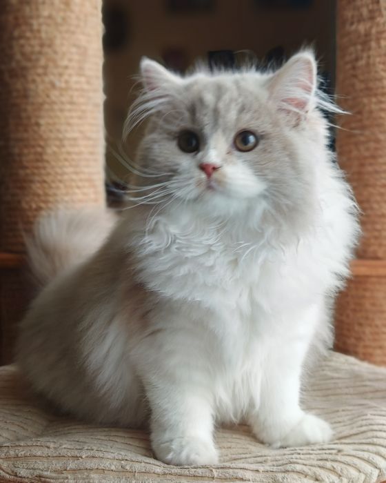 Brytyjski długowłosy przepiękna