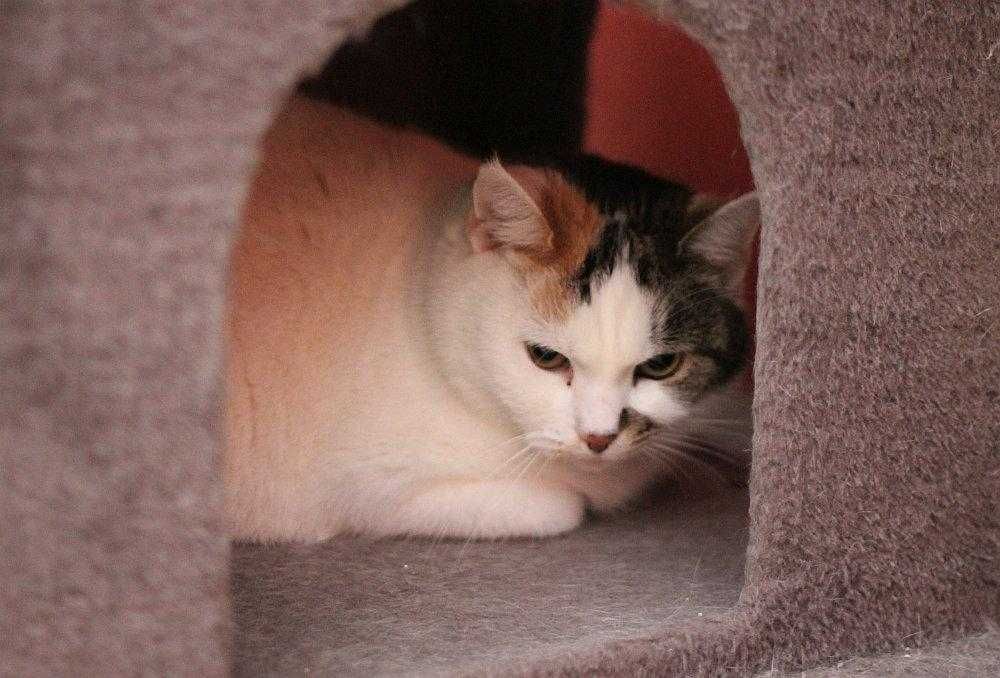 Nadziejka,trikolorowa koteczka  czeka na dom