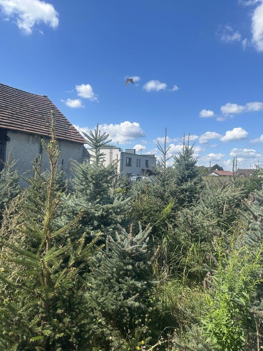 Choinki  Drzewo świerk jodła z gruntu