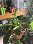 Philodendron planta