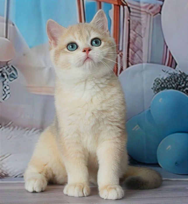 Британський красень- яскраве голубе золото чекає вас