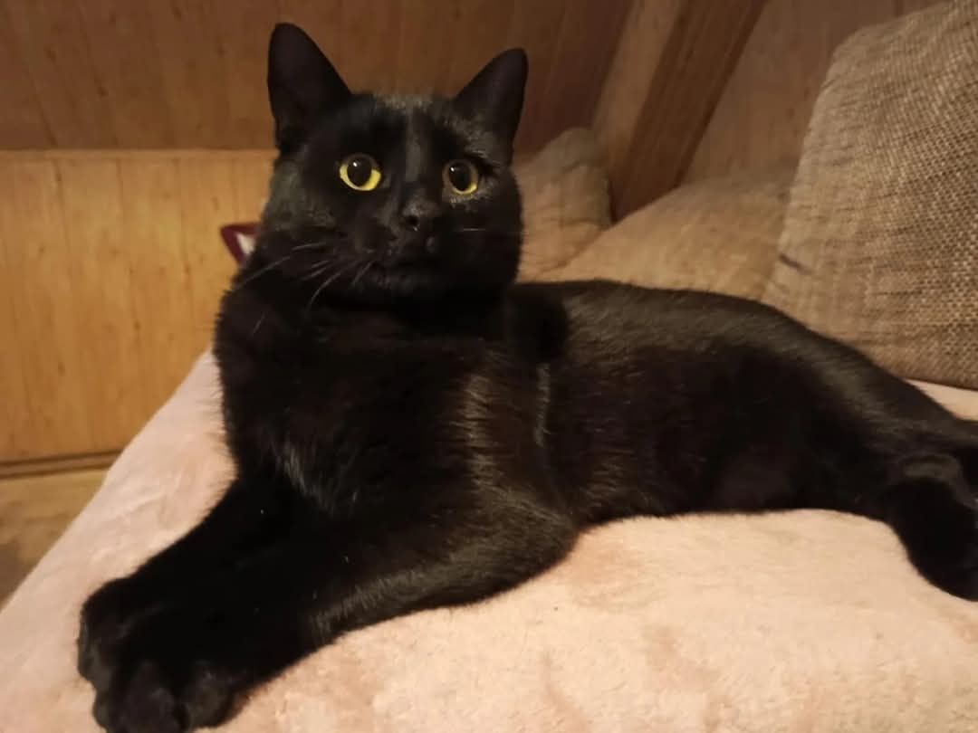 Kotka Molly poleca się do adopcji
