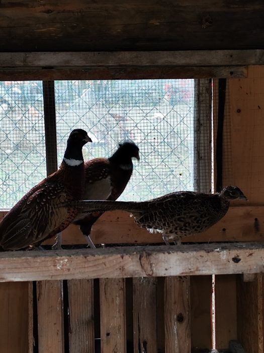 Bażanty ozdobne para