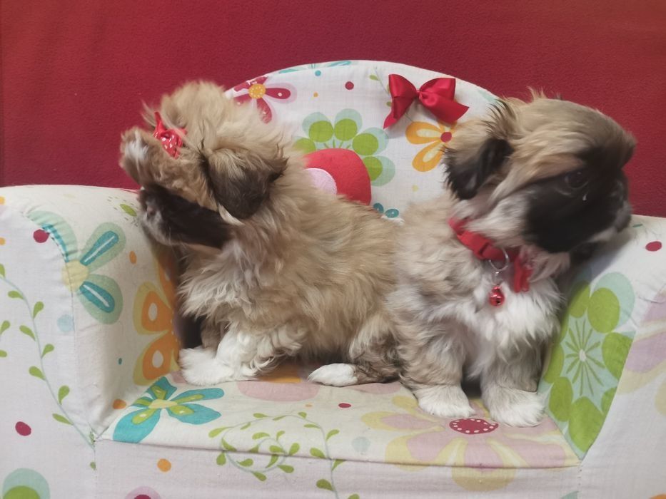 Pekińczyk Szczeniak Tricolor Nie Shih Tzu