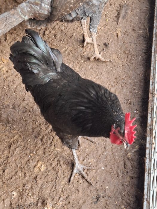 Galos e Galinhas Preto Lusitanos