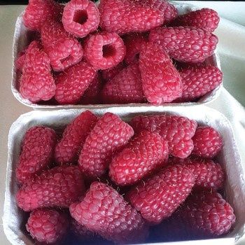 Sadzonki malin maliny Polonez Glen Ample