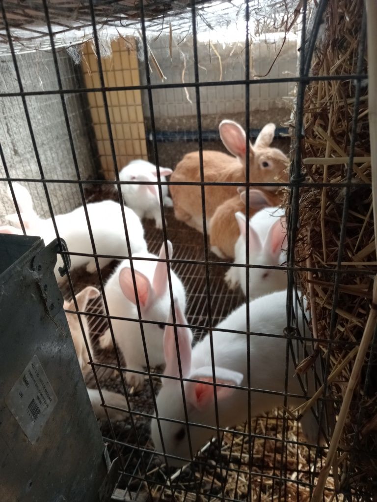 Coelhos caseiros